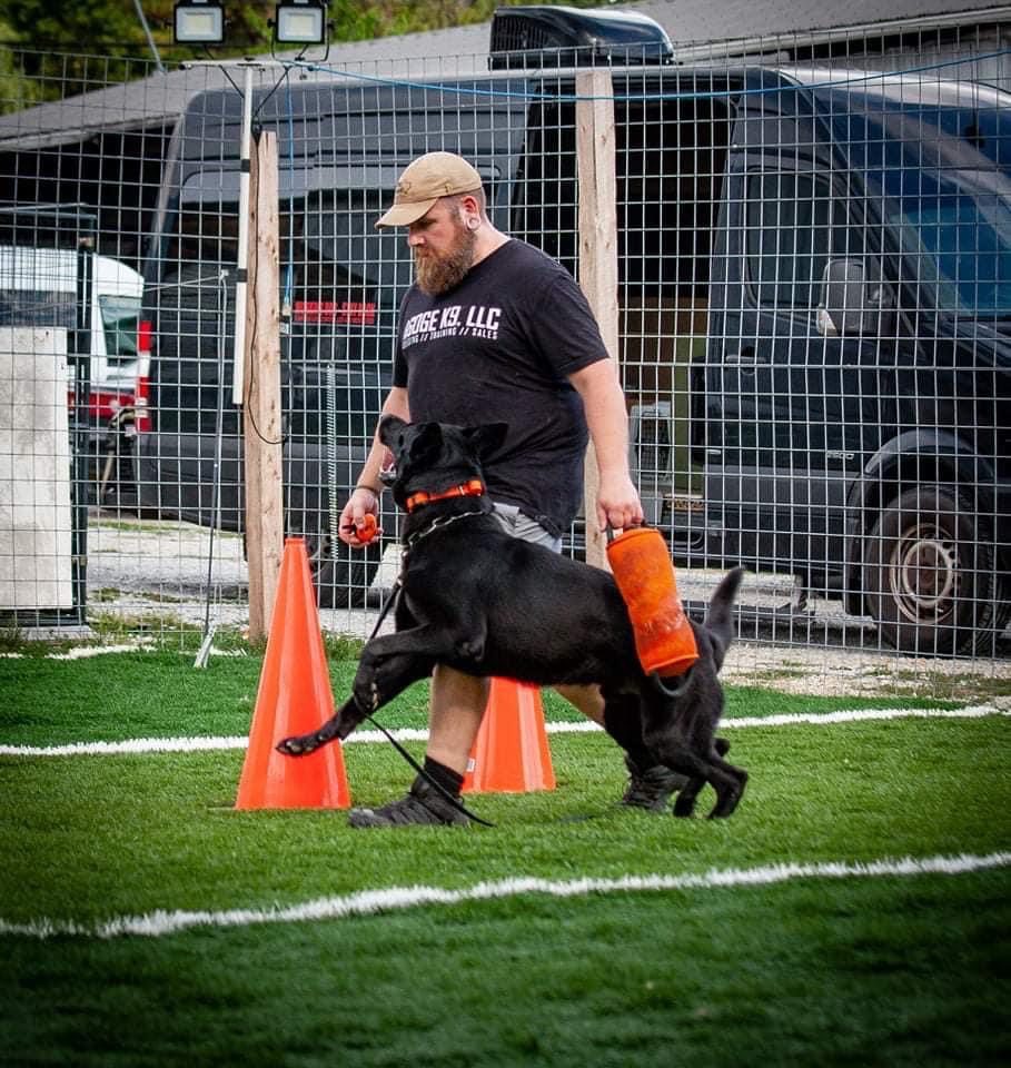 Agoge handler heeling a focused dog through cones
