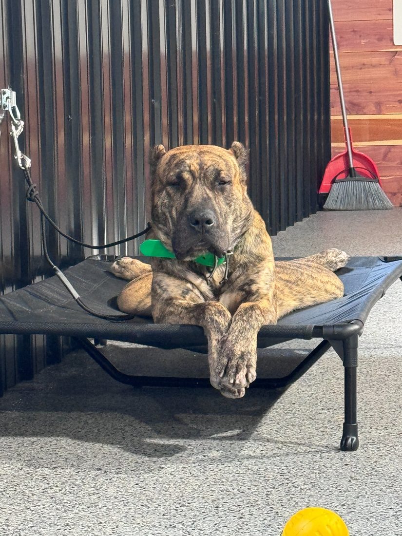 A powerful-breed dog settled and calm on place