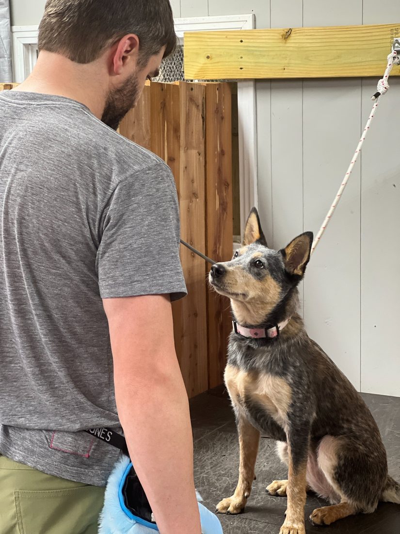 A dog locked in focus on its handler