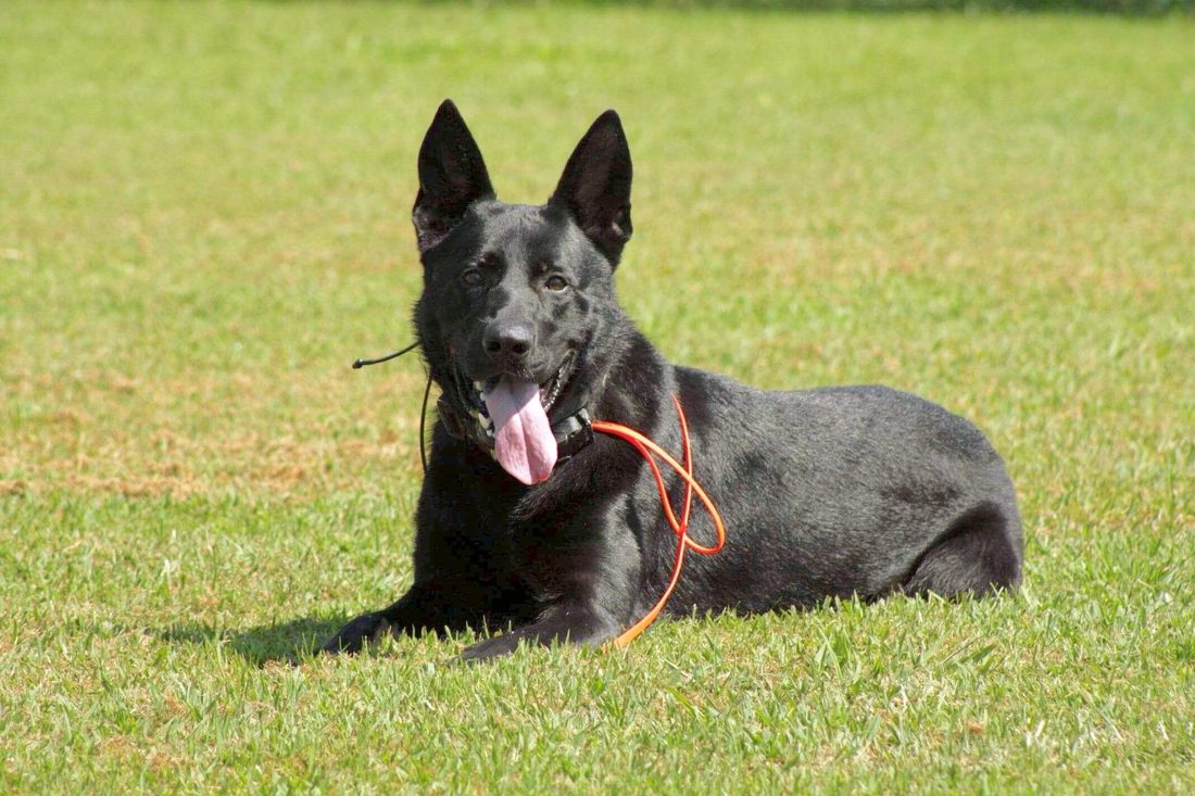 Dog holding a calm down-stay off leash on a long line