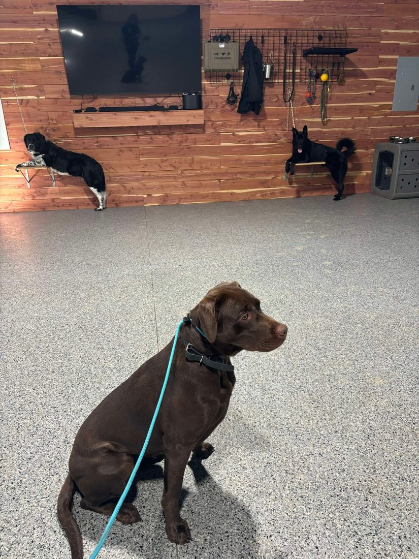 Dogs holding the place command at the Agoge facility
